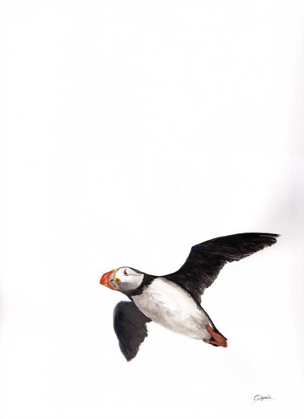Nfld Puffin by Chantal