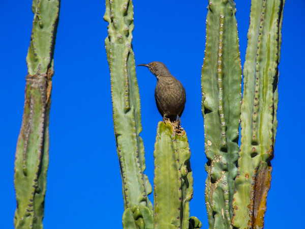 Curve-billed Thrasher by Missy Burton
