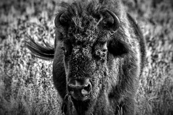 Bison by Missy Burton