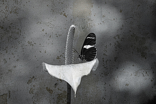 Soliloquy by Msanii HOUS Fine Art