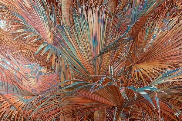 Palms of a Different Color by Christine Anagnostis