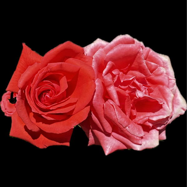 Double Roses by Bonnie Levinson
