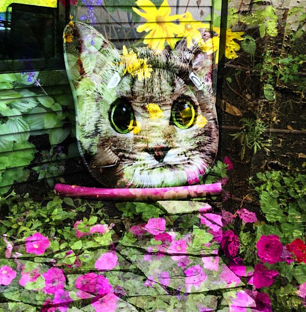 Kitty on the Run edition of 5 by Bonnie Levinson