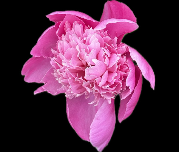Magenta Peony Unfolding by Bonnie Levinson