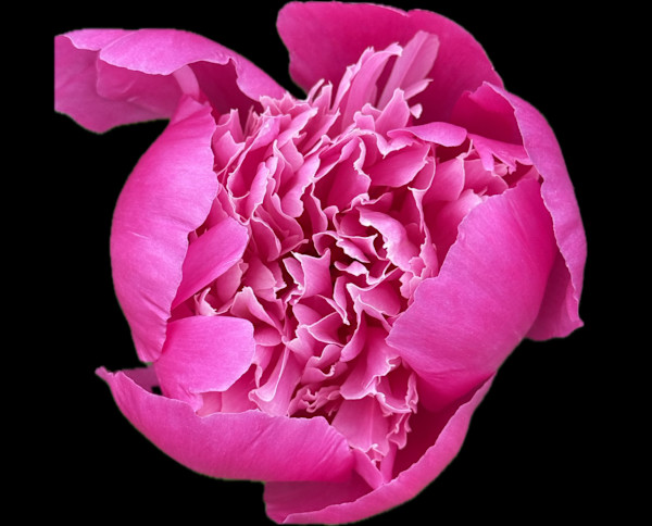 Magenta Peony by Bonnie Levinson