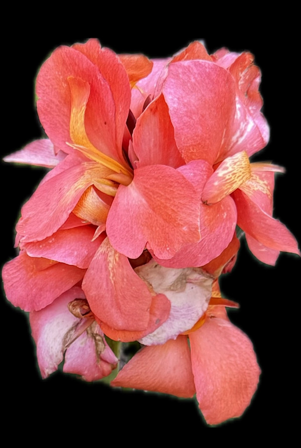 Holding On--Canna Lily by Bonnie Levinson, Image 1.