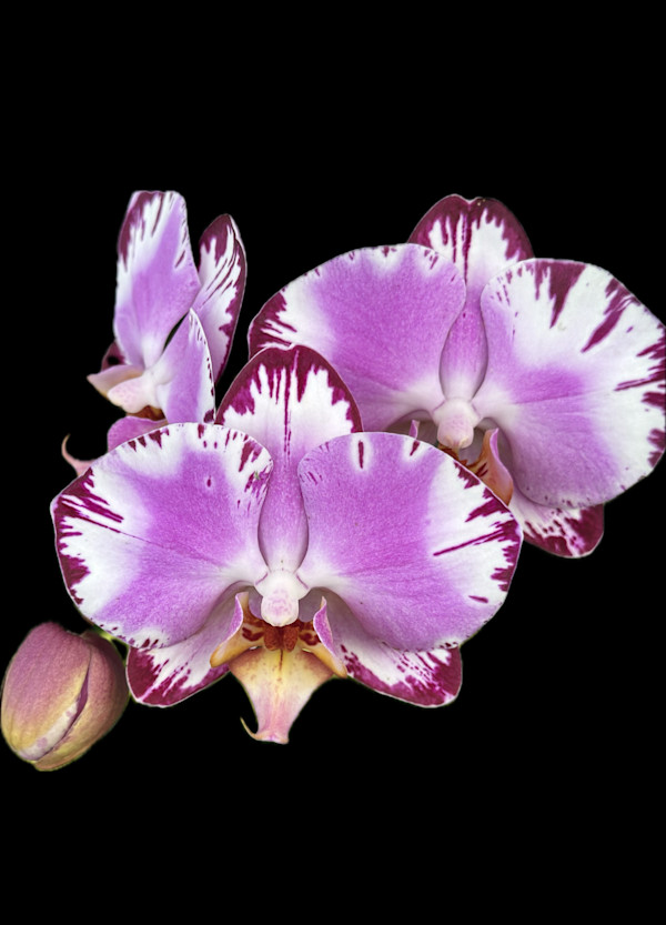 Radiant Presence by Bonnie Levinson, Image 1.