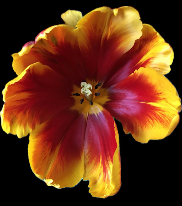 Tulip Bright Parrot by Bonnie Levinson