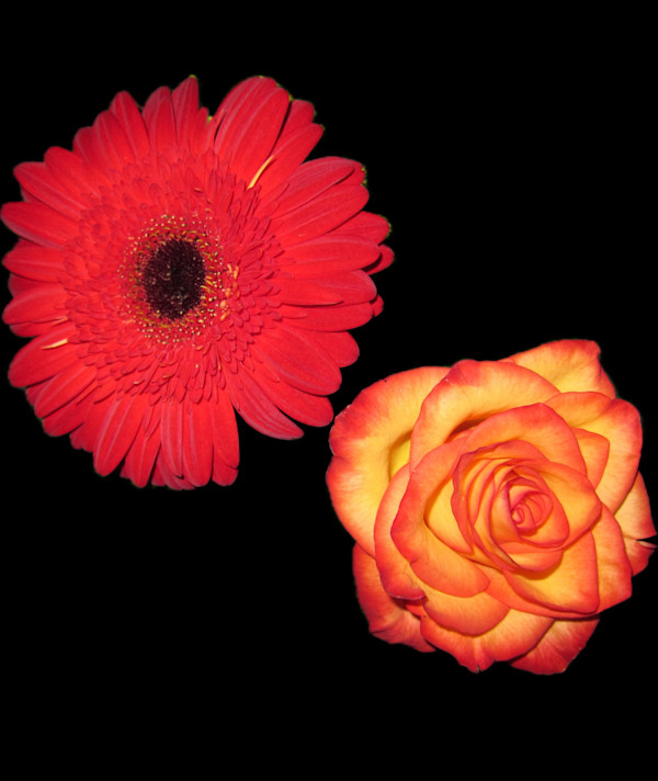 Reddish gerber and yellow orange rose by Bonnie Levinson