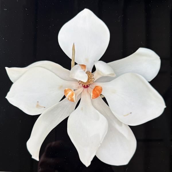 White Southen Magnolia by Bonnie Levinson
