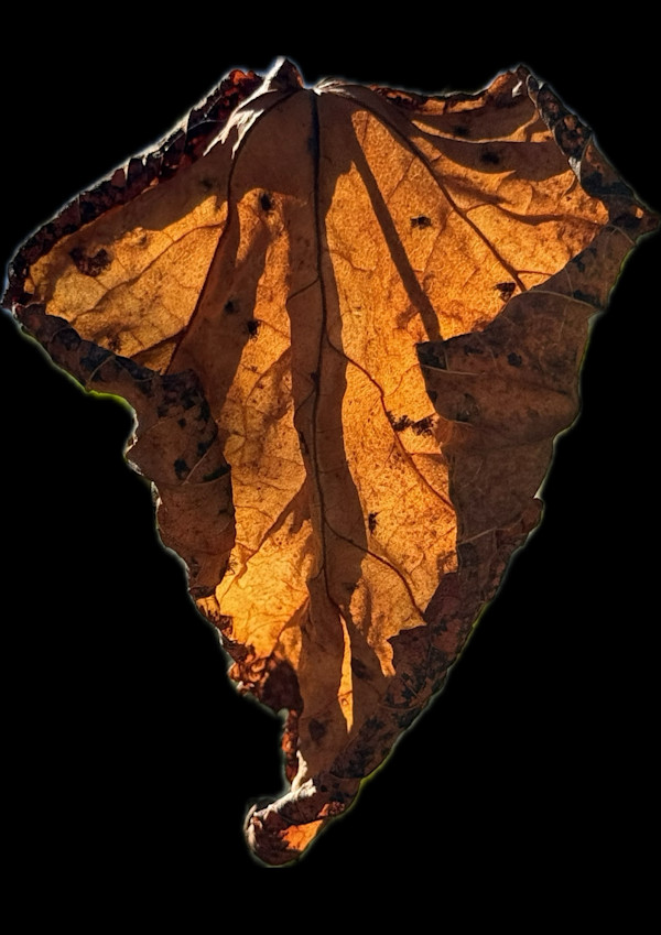 Last Light by Bonnie Levinson, Image 1.