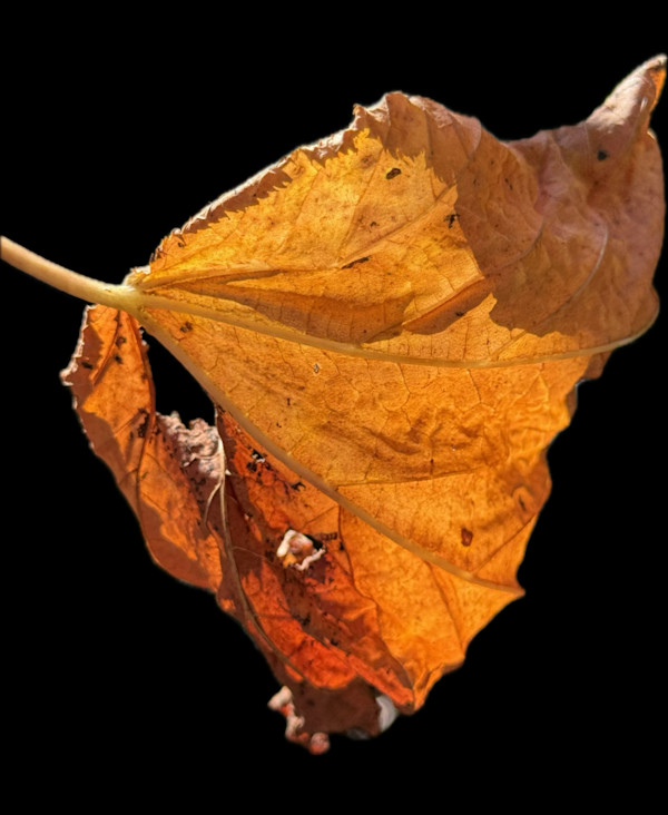 What Remains by Bonnie Levinson, Image 1.