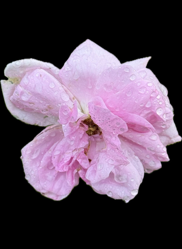 After the Rain by Bonnie Levinson, Image 2.