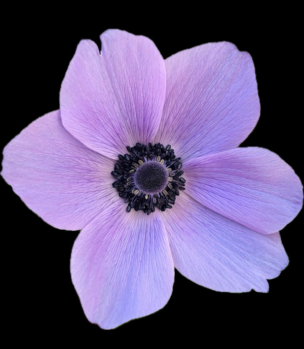 Quiet Focus by Bonnie Levinson, Image 1.