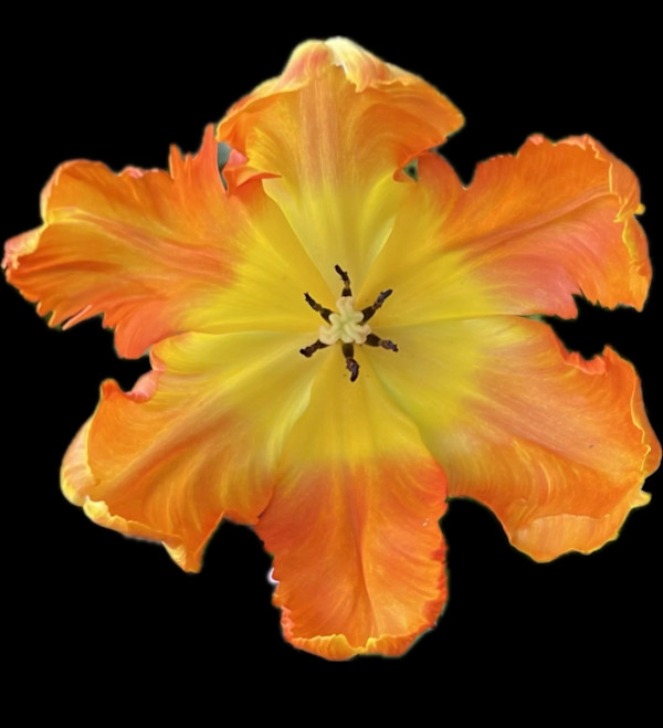 Opening Flame by Bonnie Levinson, Image 1.