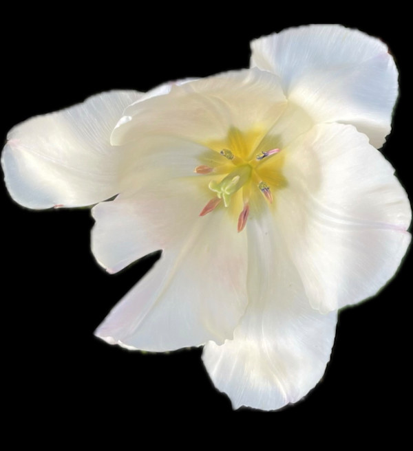 Quiet Opening by Bonnie Levinson, Image 1.
