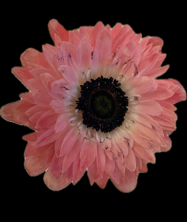 Gathered Around the Dark by Bonnie Levinson, Image 1.