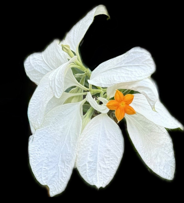 Small Miracle by Bonnie Levinson, Image 1.