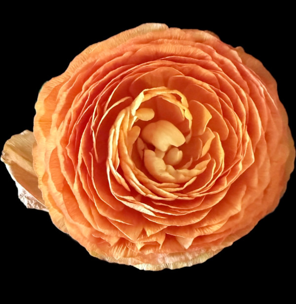 Inner Light by Bonnie Levinson, Image 1.