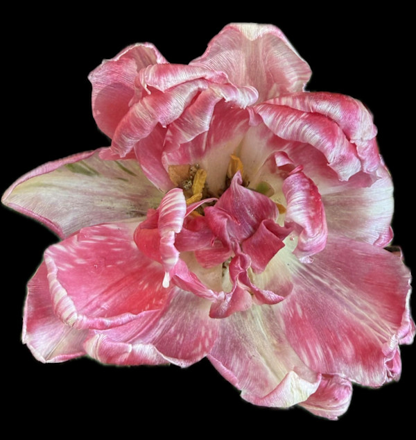 In Transition by Bonnie Levinson, Image 1.