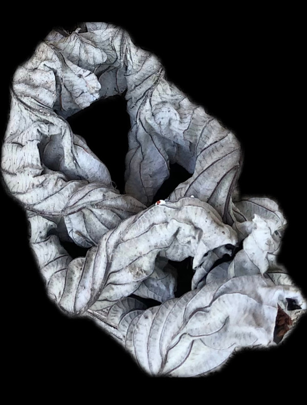 What Remains, A Photographic series of 6  on meditation on transformation, memory and the quiet beauty that endures by Bonnie Levinson, Image 3.