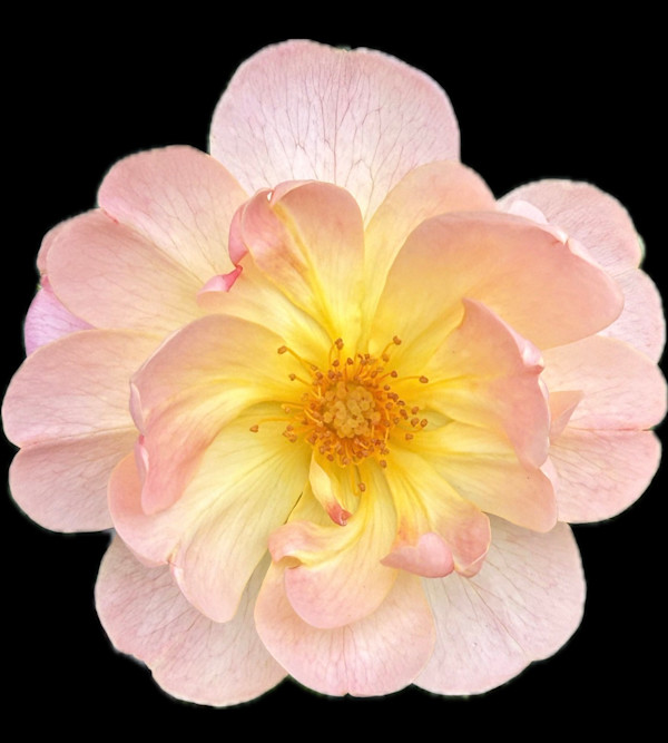 Inner Light by Bonnie Levinson, Image 1.