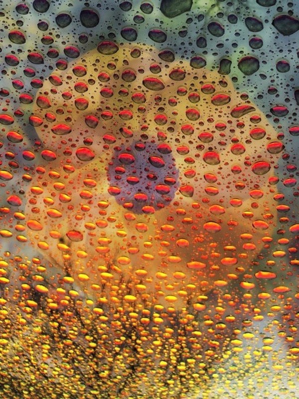 Hallucinations: Orange Flower with Rain by Bonnie Levinson