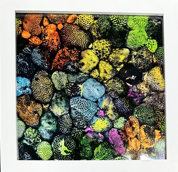 Coral in Living Color (framed) by Bonnie Levinson