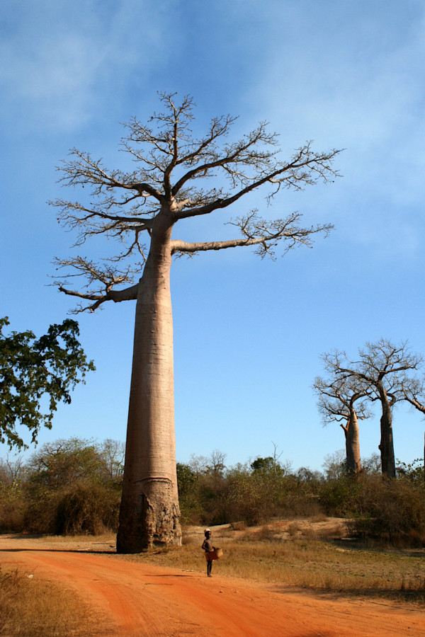 Baobab and the Boy by Bonnie Levinson