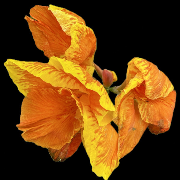 Poppy Orange by Bonnie Levinson