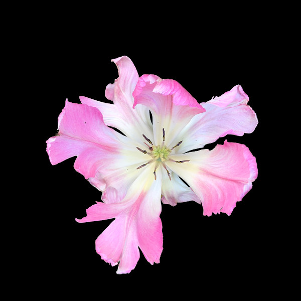 Tulips A Final Offering by Bonnie Levinson