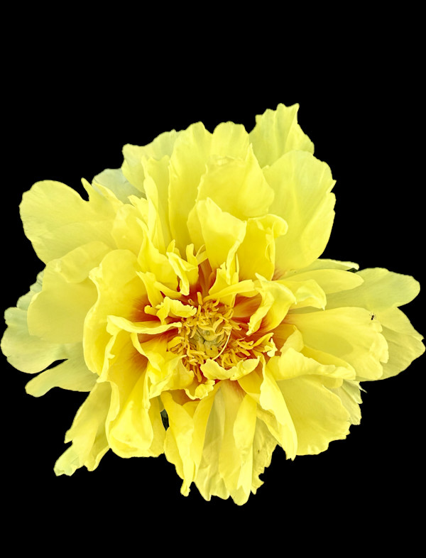 Yellow Peony WIth Ant by Bonnie Levinson