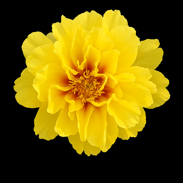 Yellow Peony by Bonnie Levinson