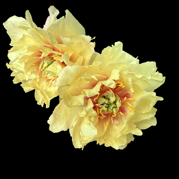 Double Yellow Peonies by Bonnie Levinson