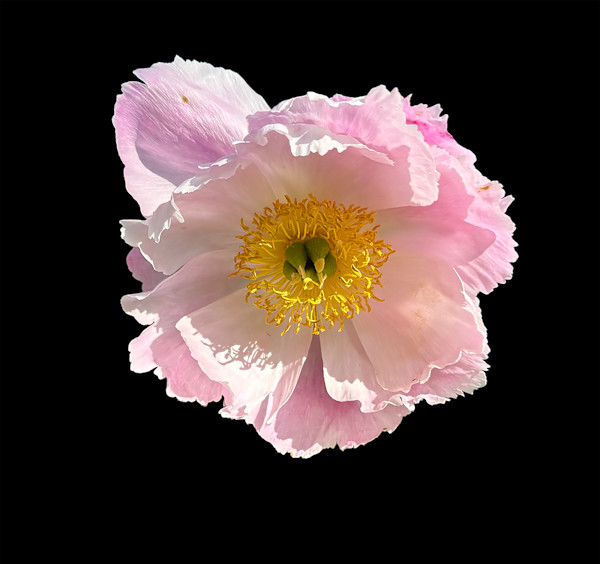 Spring or Icelandic Poppy by Bonnie Levinson