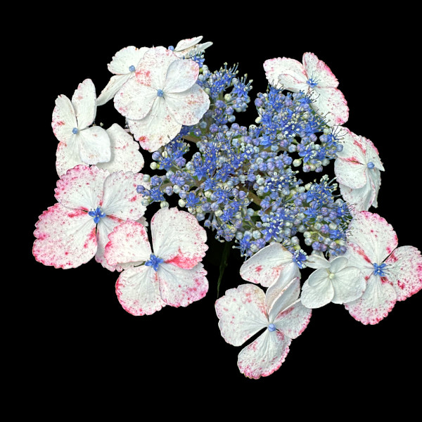 LaceCap Hydrangea by Bonnie Levinson