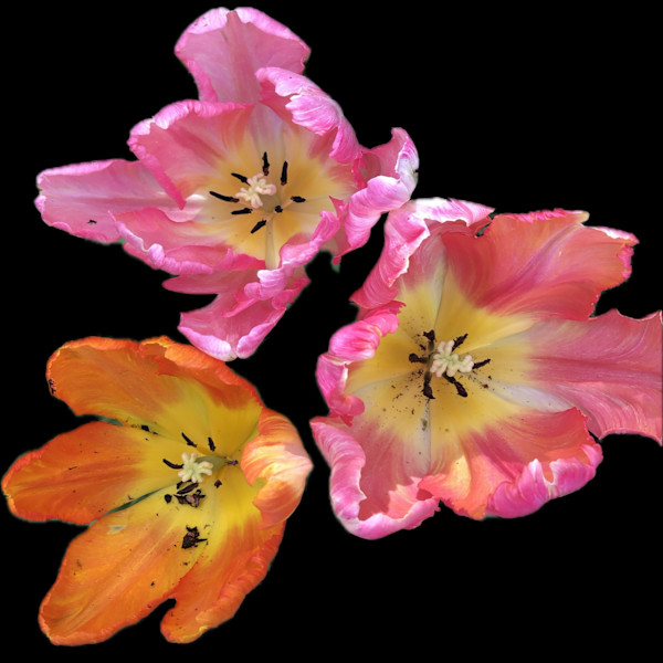 Tulips from my SF Garden by Bonnie Levinson