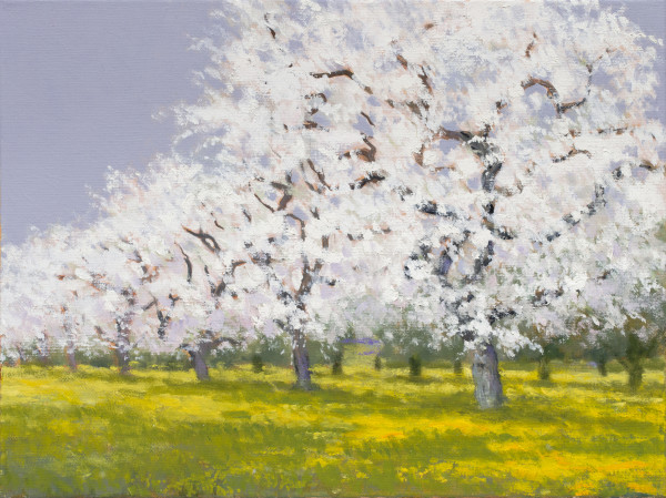 Watsonville Apple Blossoms by Ed Penniman