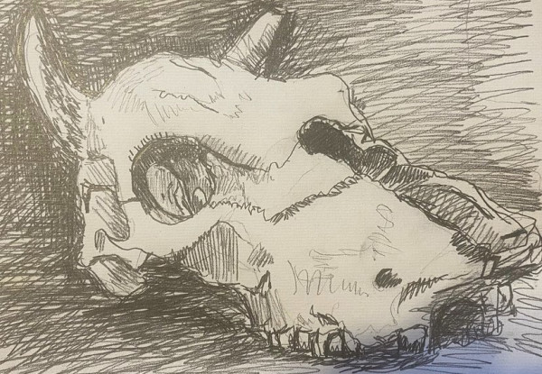 Cow Skull by Solomon Whitaker