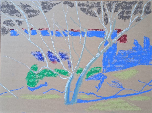 Birch trunks 2 by Natalya Critchley