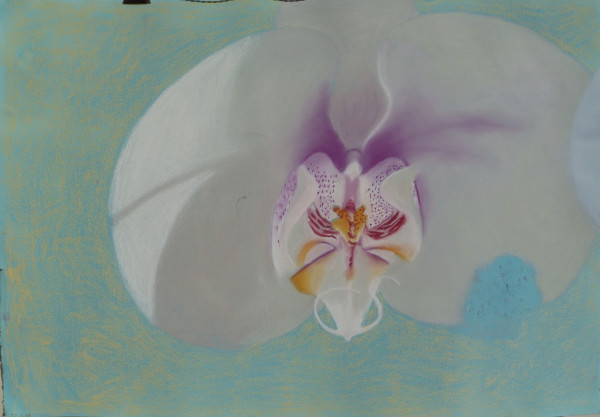 Orchid flower by Natalya