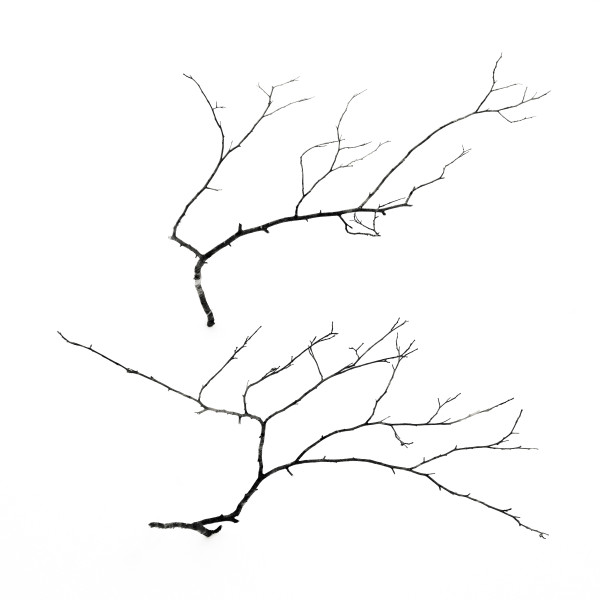 2 branches