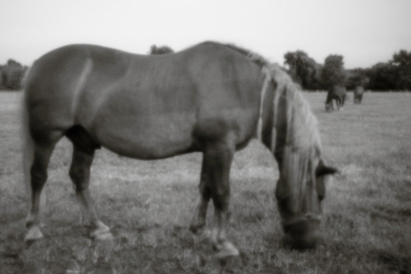 Horse VI by Kelly Sinclair