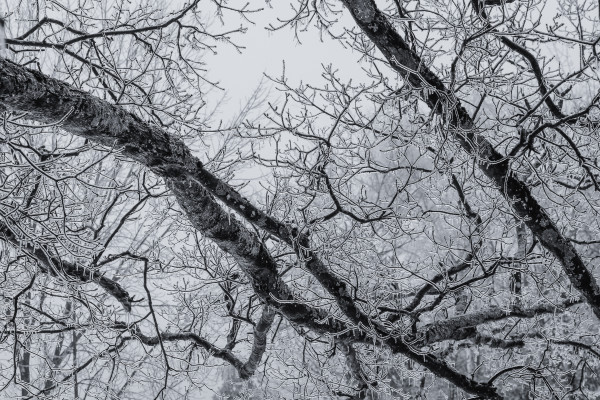 Ice storm I by Kelly Sinclair