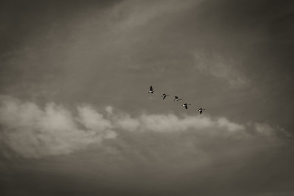 5 geese in flight by Kelly Sinclair