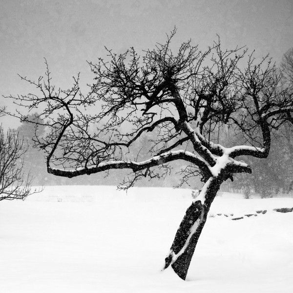 winter crone by Kelly Sinclair