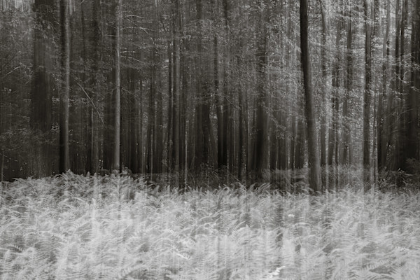 Ferns and hemlocks by Kelly Sinclair