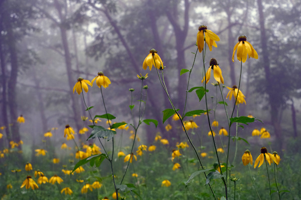 Coneflower by Kelly Sinclair