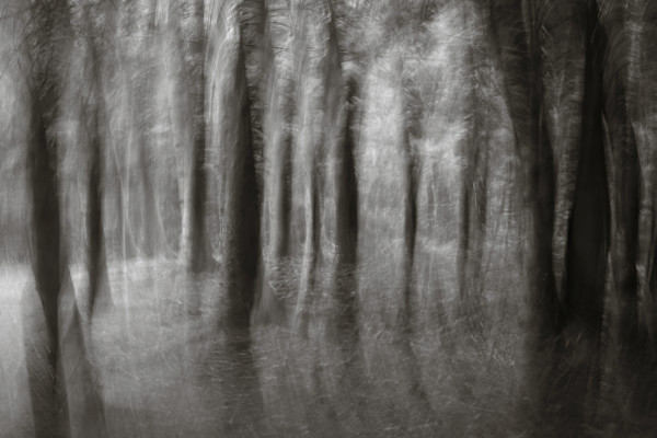 Hemlock forest III by Kelly Sinclair