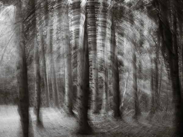 Hemlock spiral by Kelly Sinclair